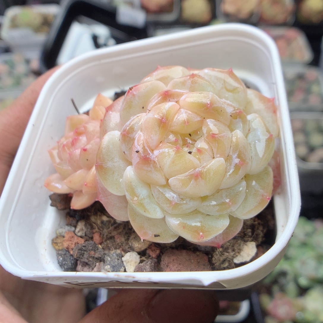 无花朵E109 yyyyyyy