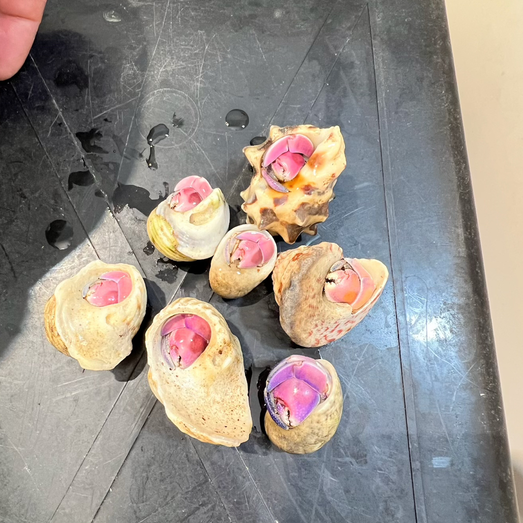紫陆寄居蟹 活体  萌宠 宠物 不退不换