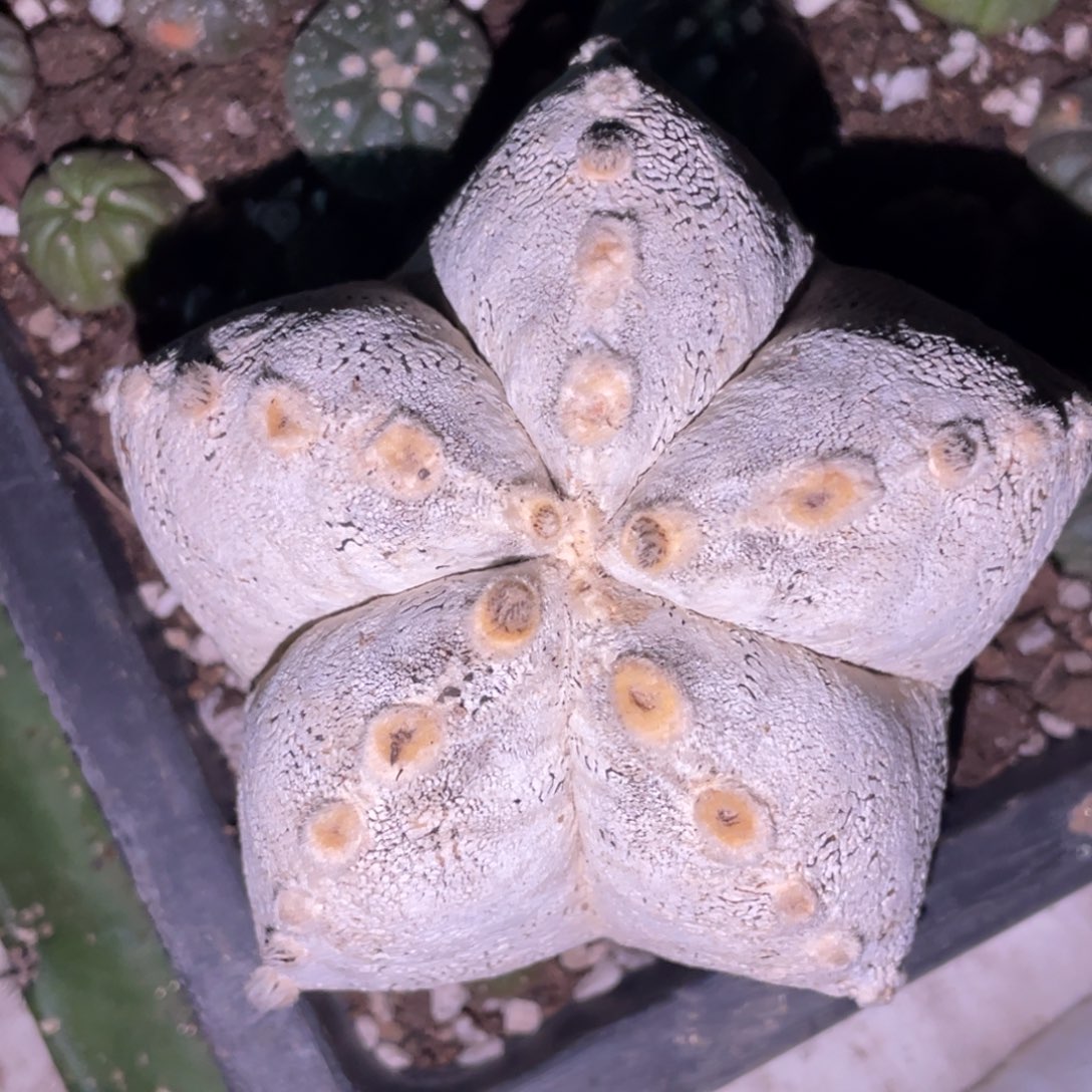 用***9全部花朵落地无根 蒽塚 鸾凤玉
