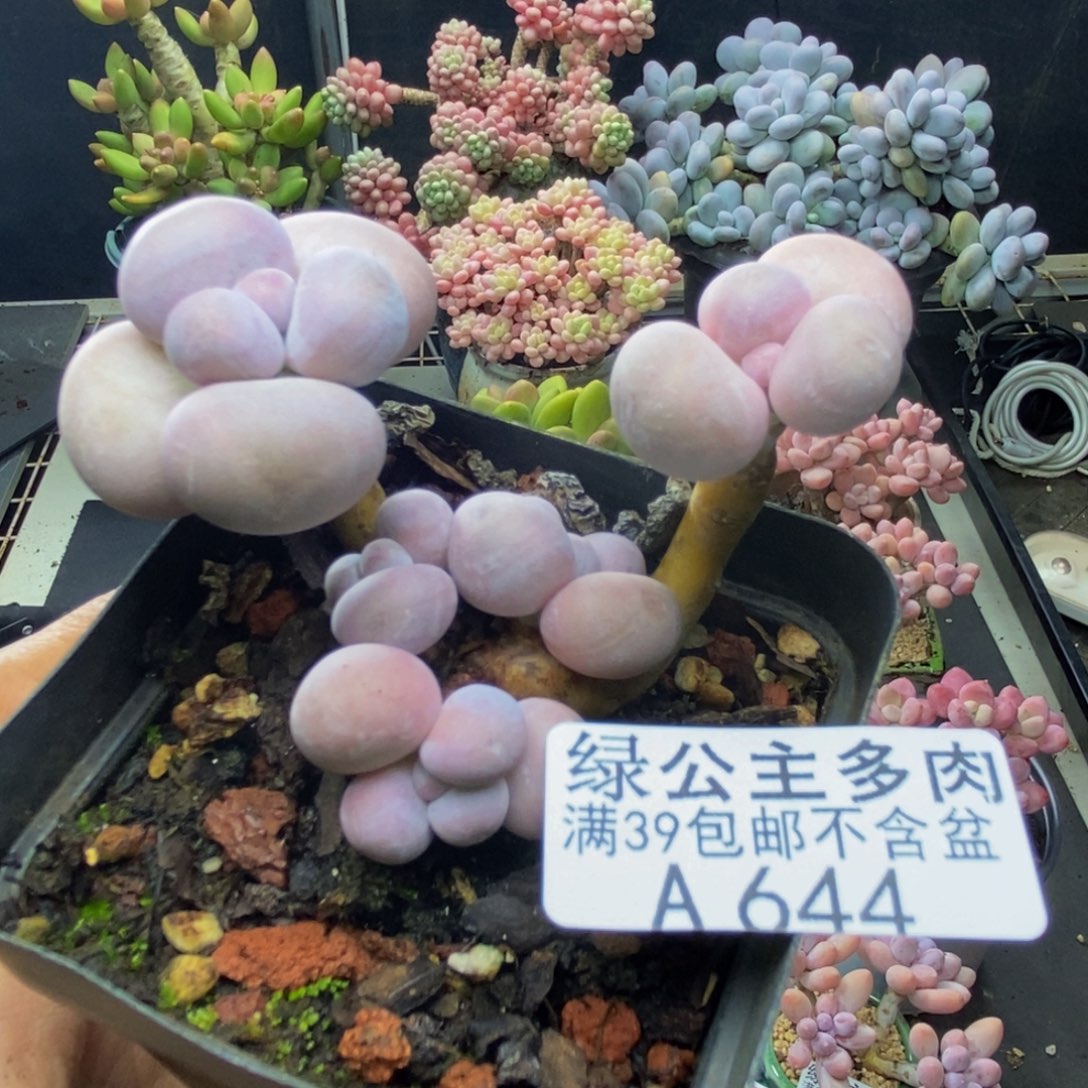 644橙奶多肉肉5c m