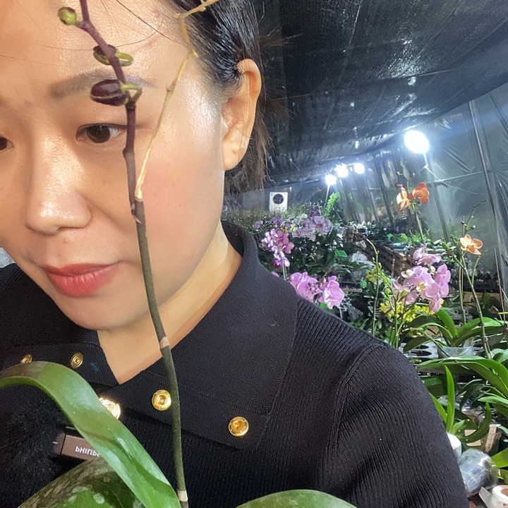 无花朵万花筒蝴蝶兰