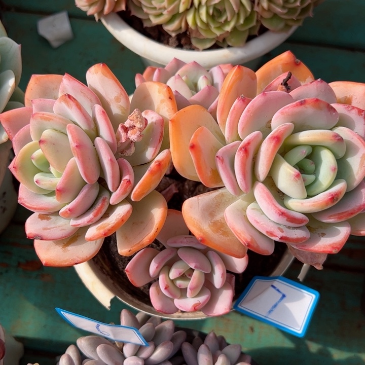 7白月光平平安安健健康康