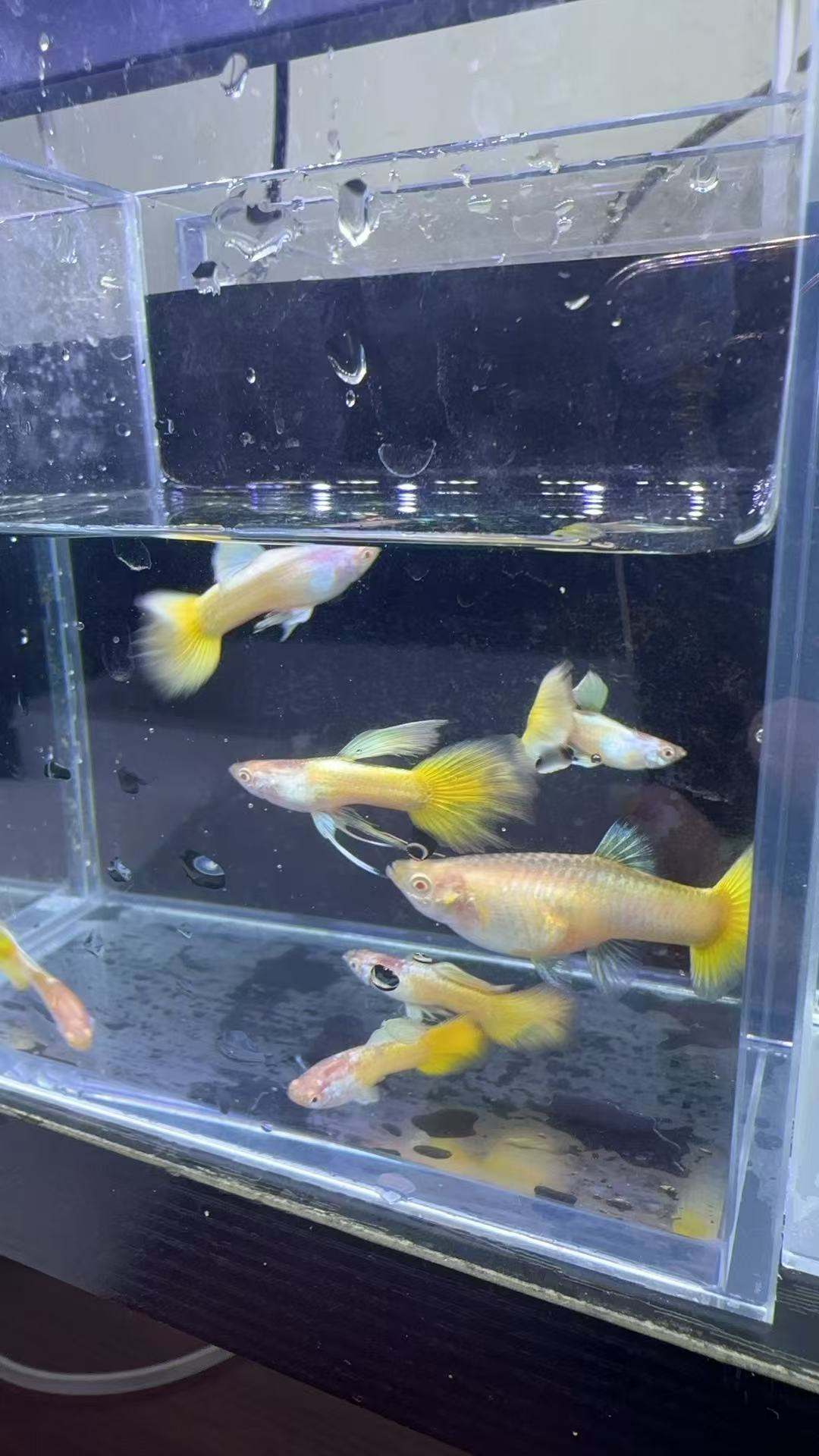 【黄金孔雀鱼】网红孔雀鱼漂亮大气 耐活 超萌好物 