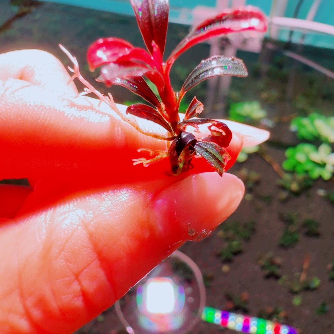 无花朵凤凰福利价一头植物