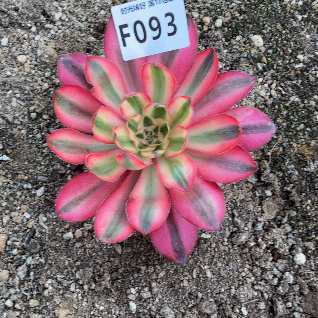 093爱丽丝。 多肉植物