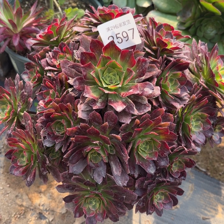 安娜锦多肉法师2597