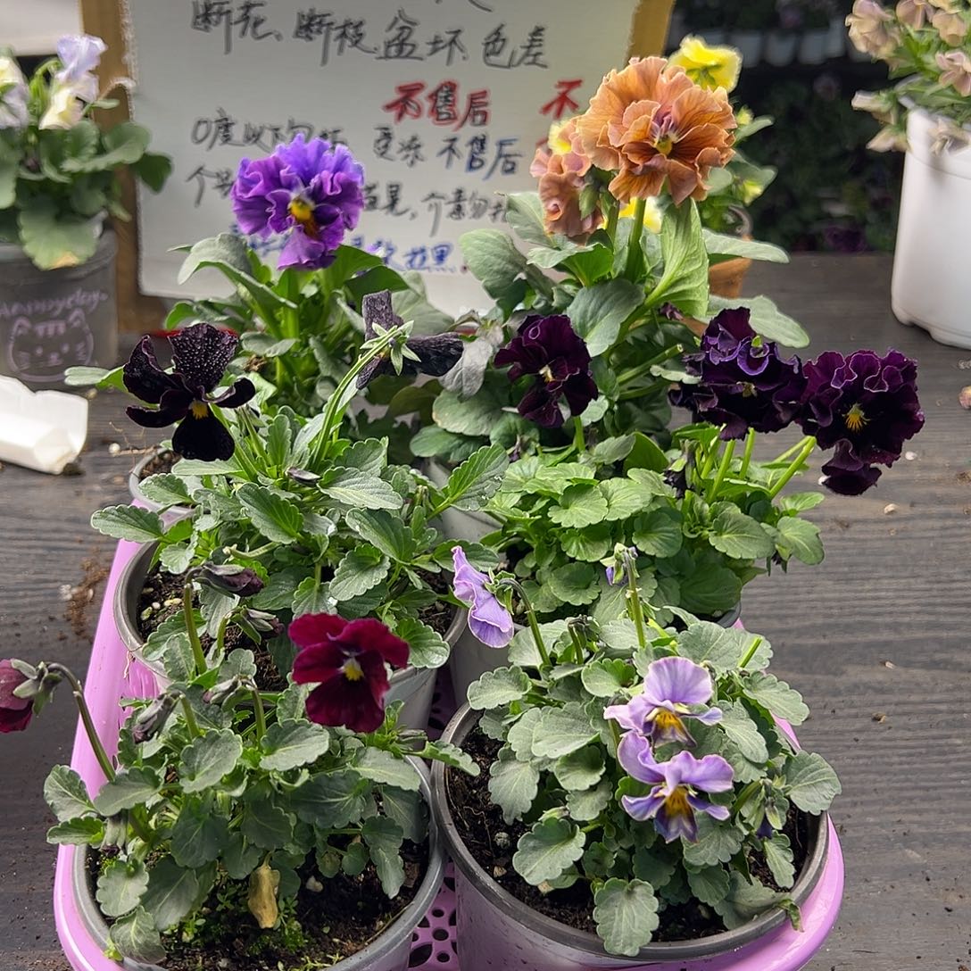 大部分花苞少量开放445号