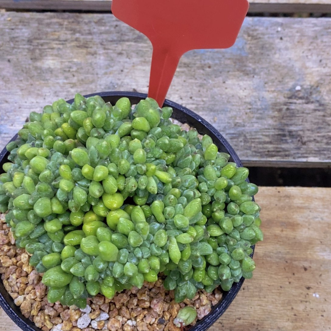 回馈粉丝，最后一场直播