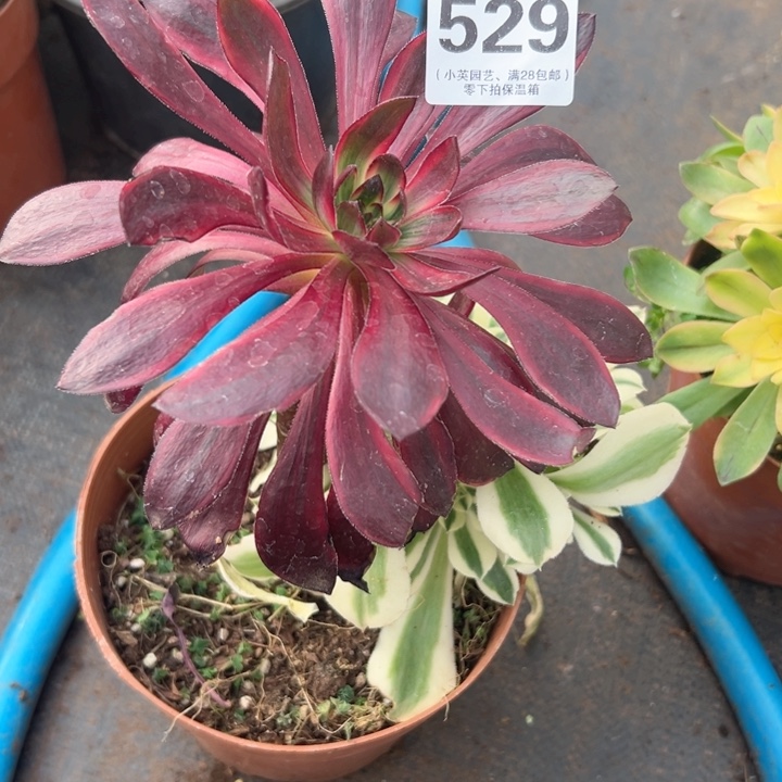 529多肉植物火凤