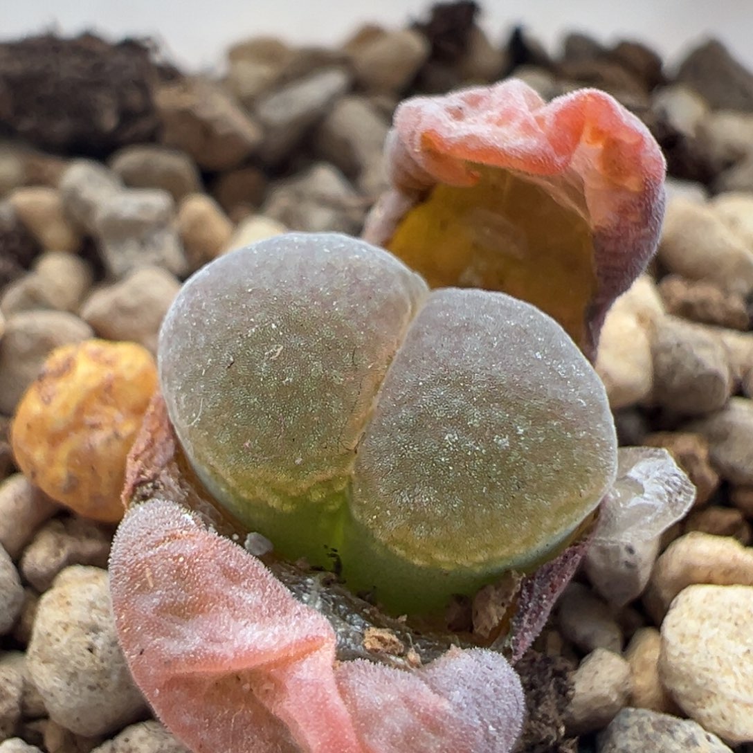 92优选cm10一颗多肉植物