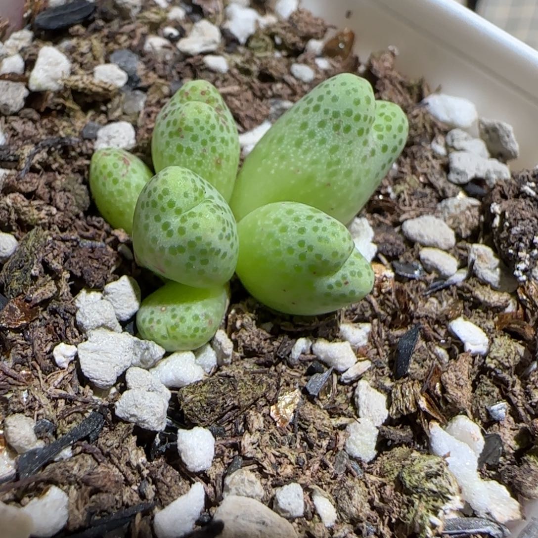 肉锥多肉植物组合-草莓斑马1453