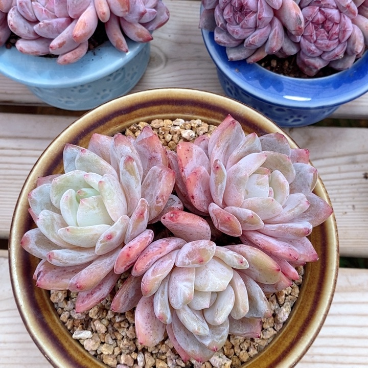 雪天使 韩货精品