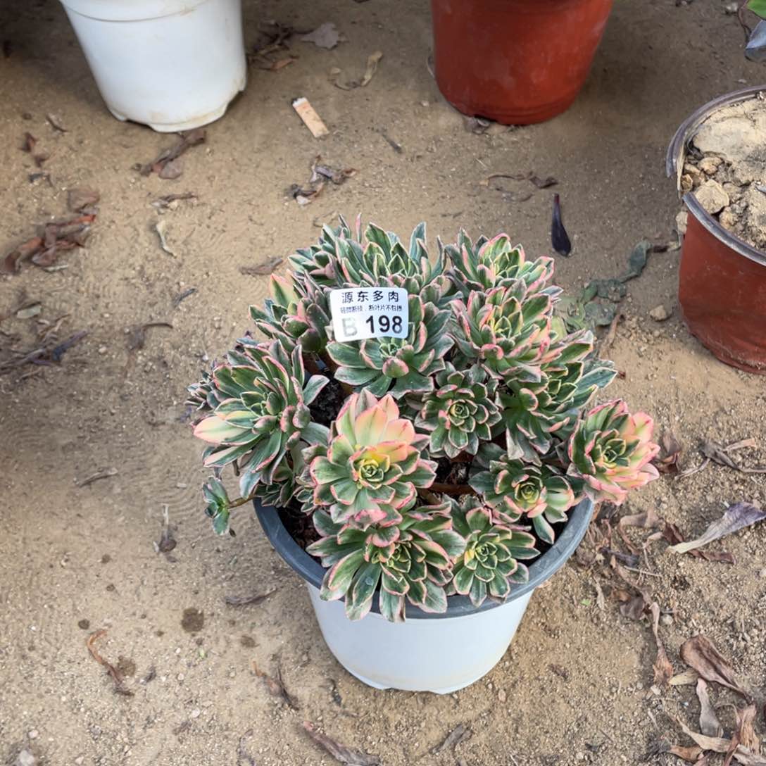 198甜茶多肉法师断枝不包