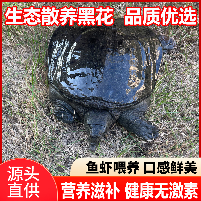 【双11福利大放送】生态黑花甲鱼鲜活水鱼团鱼中华鳖王八食用水产