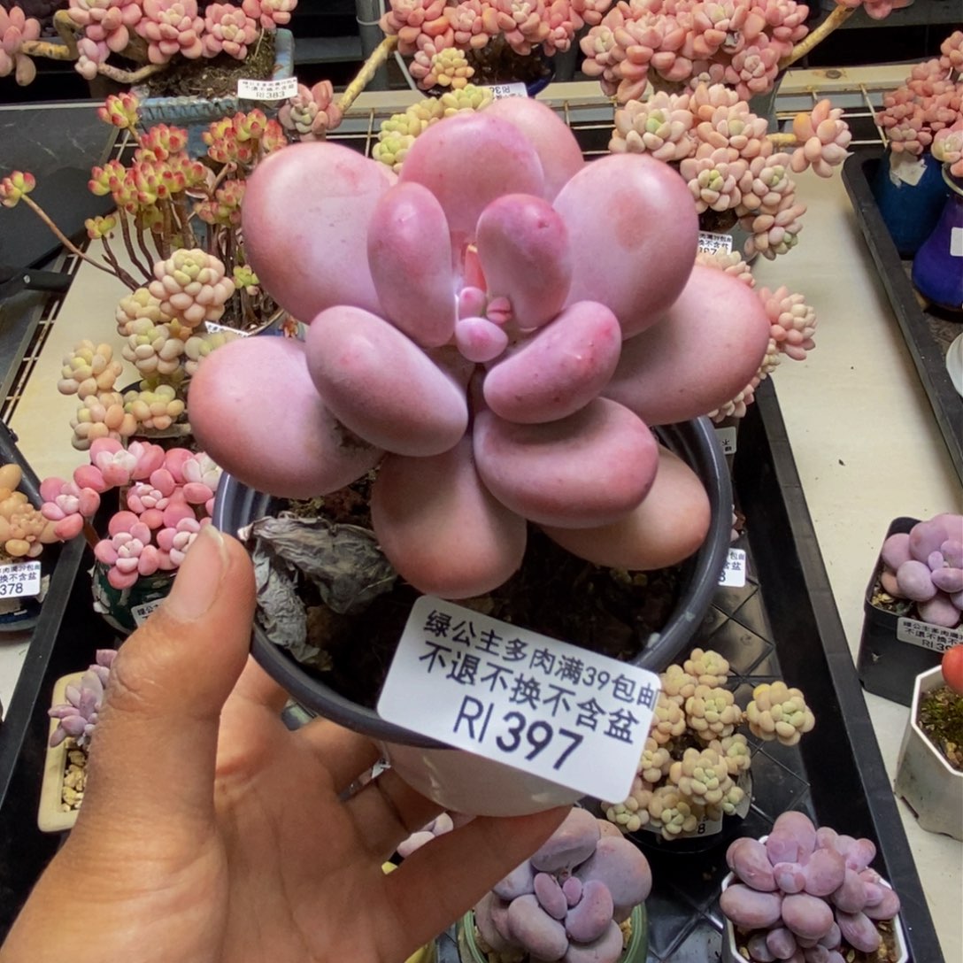 397彩虹奶多肉7cm