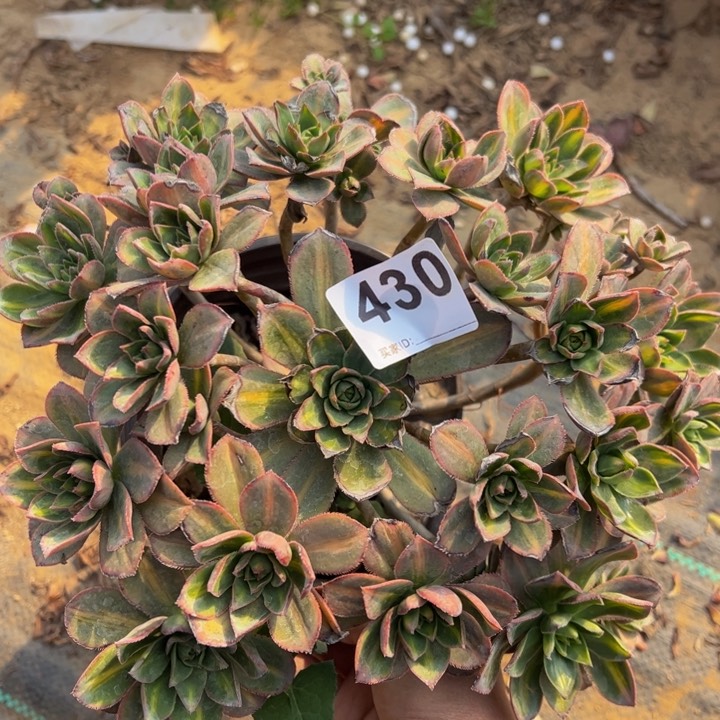 星辰微瑕多肉植物430