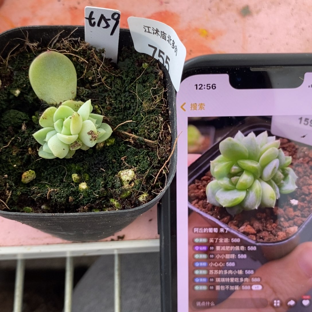 标签755甜心159一个多肉