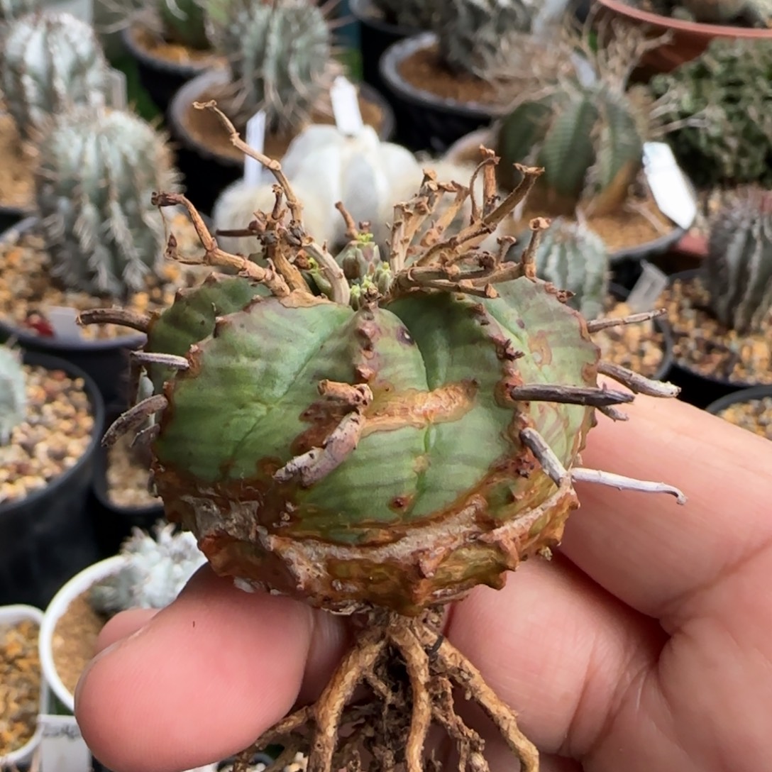 30锈斑 法立达111