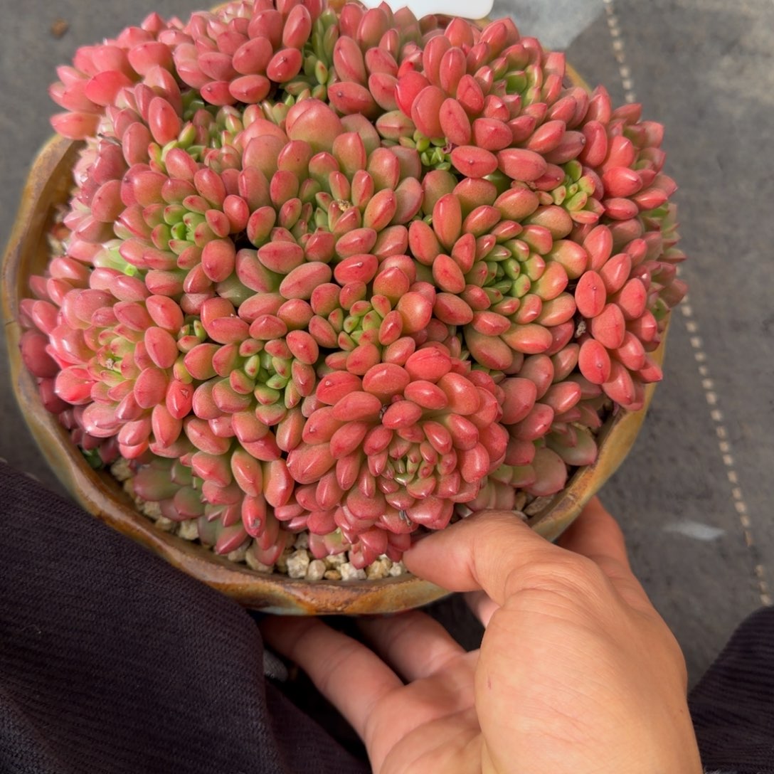 一物一拍红宝石117