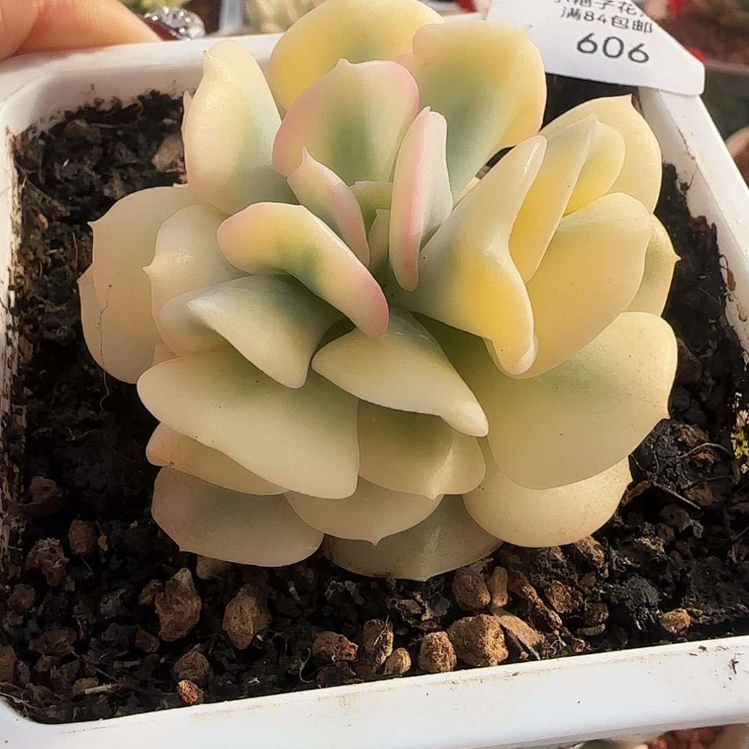 606血精灵锦多肉植物