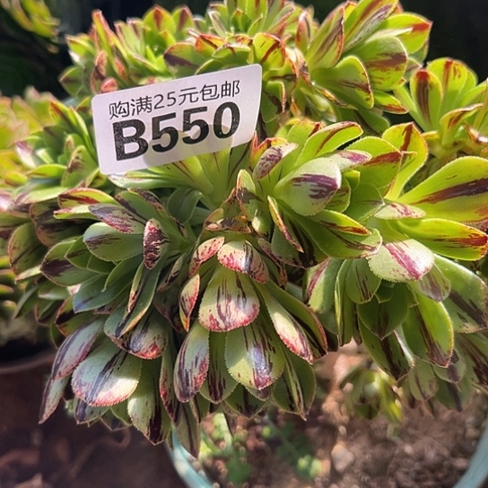 主****乎多肉植物一个