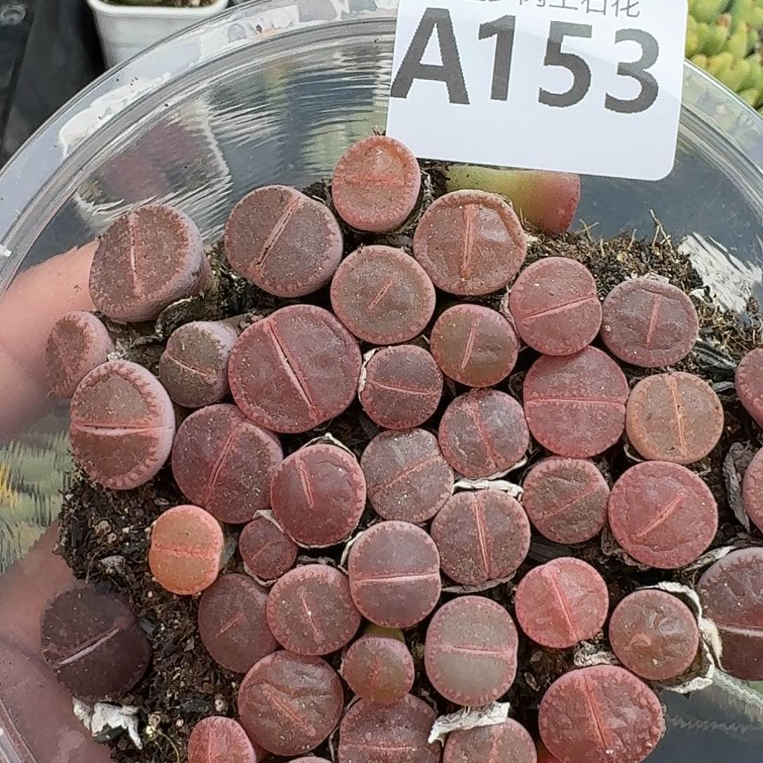 153多肉植物多肉植物
