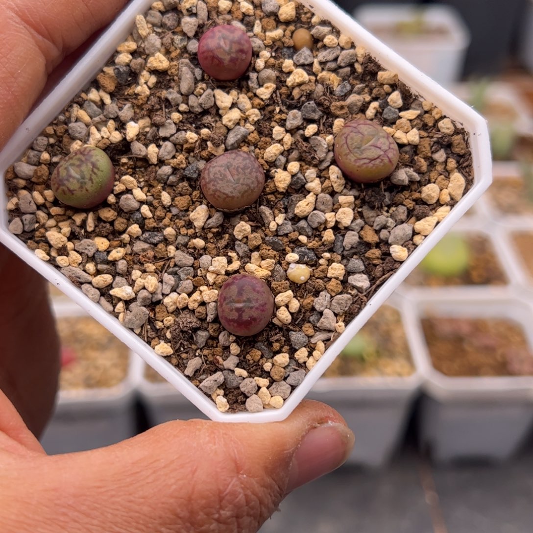 12.26福利毛杂多肉植物24