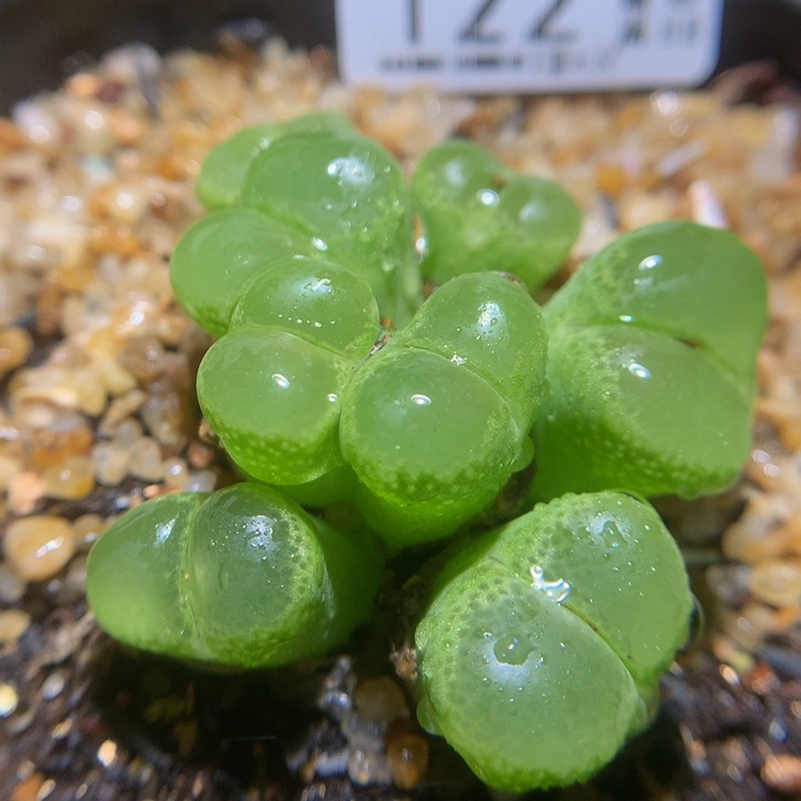 精品生石花121.122