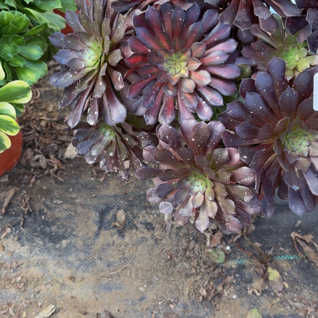 309多肉植物捧花的时候