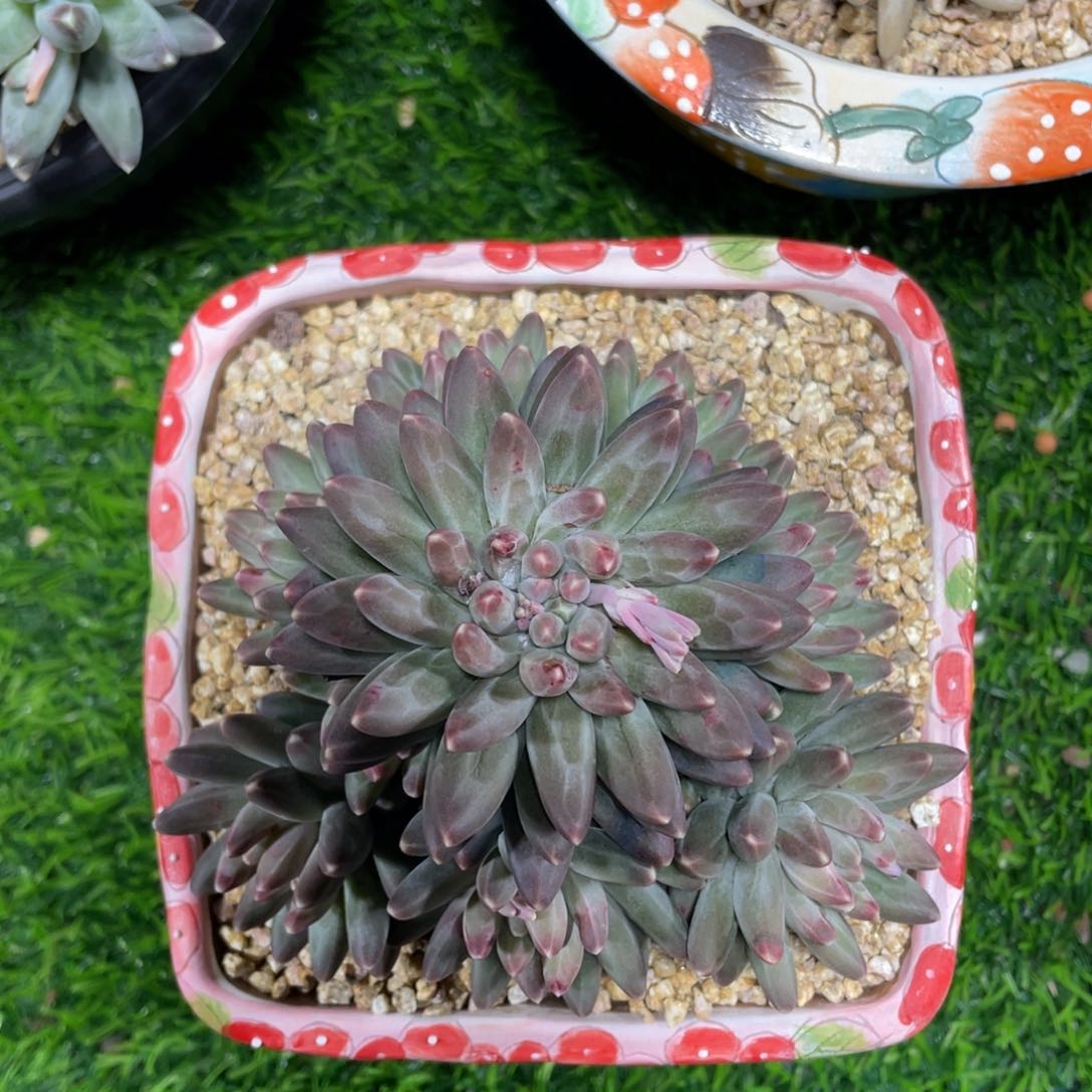 伊卡鲁斯手捧花多肉植物