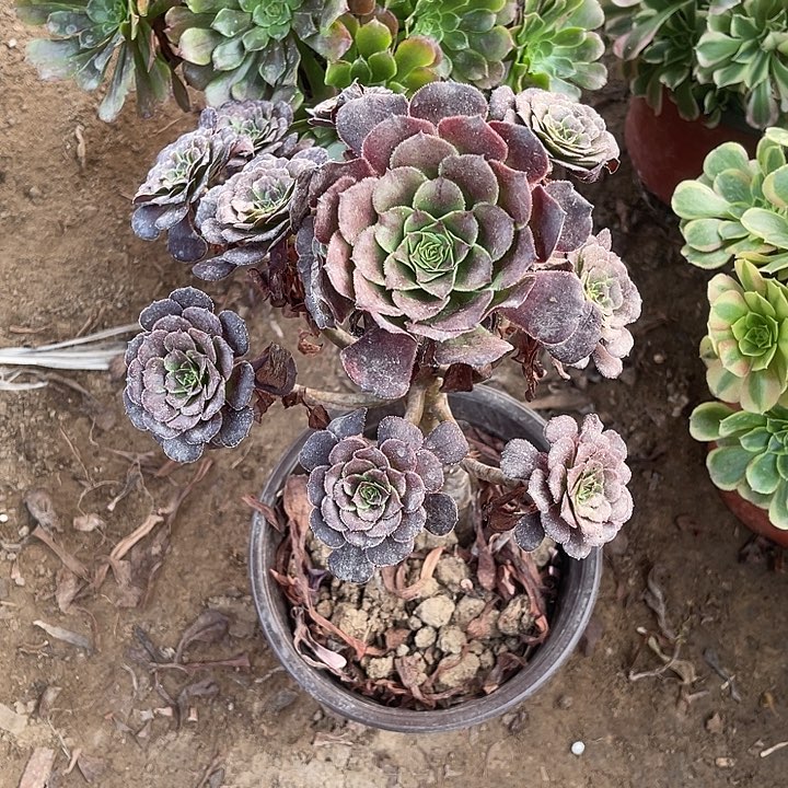 黑暗玫瑰玫瑰玫瑰玫瑰