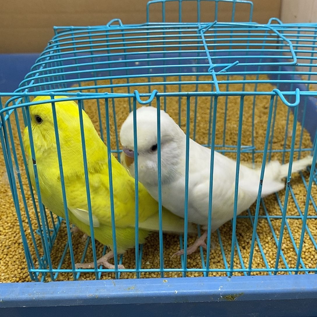 虎皮鹦鹉大头一对