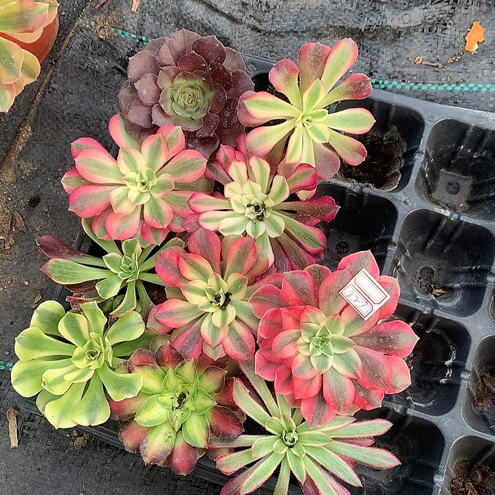 827十棵多肉植物