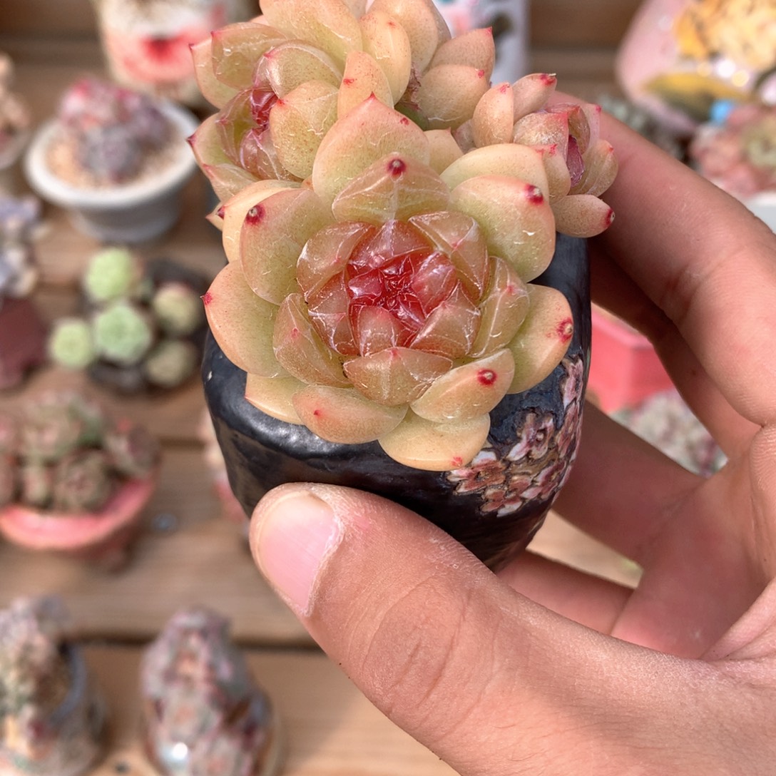 珍妮4头自然群一物一拍