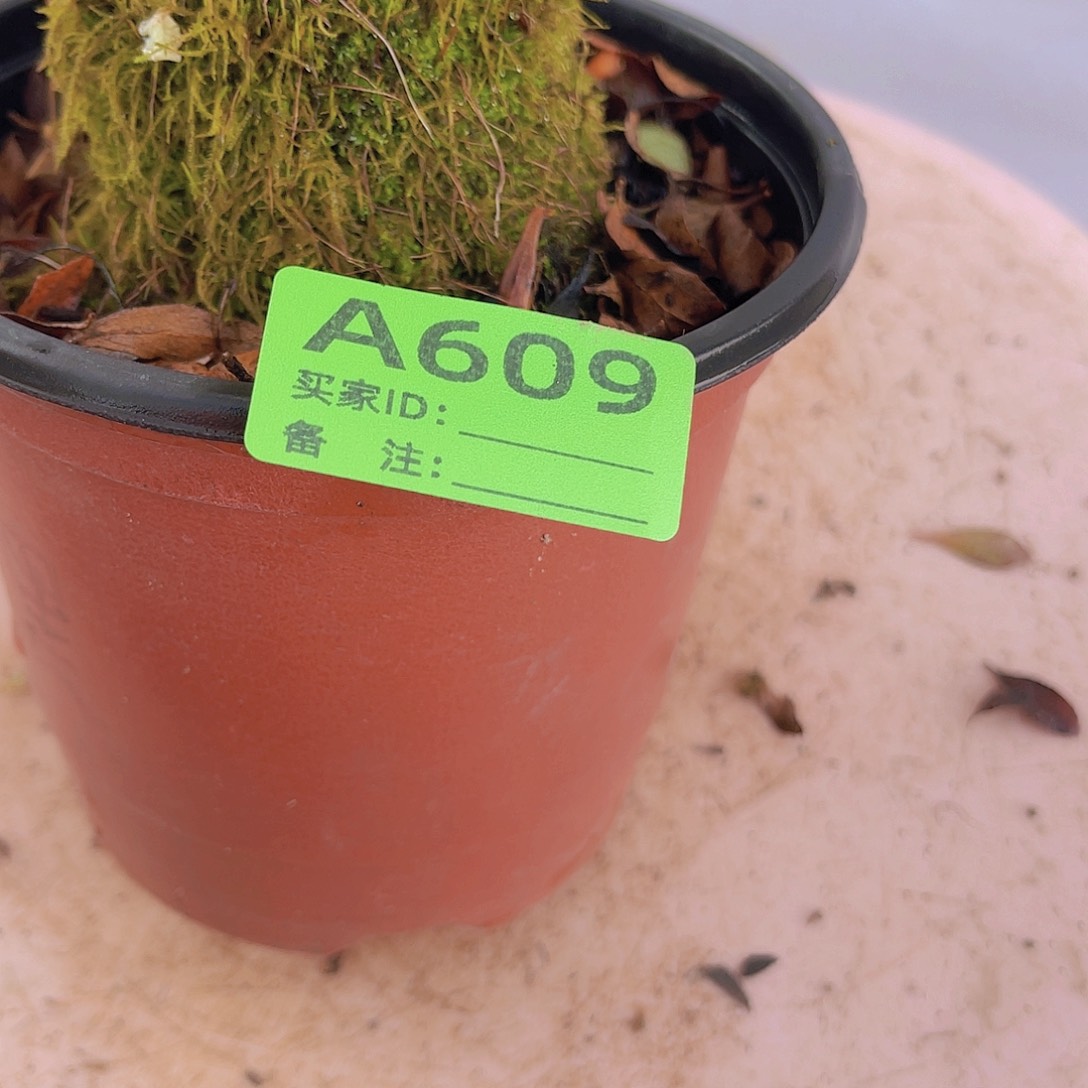 红陶直播时间一直一直