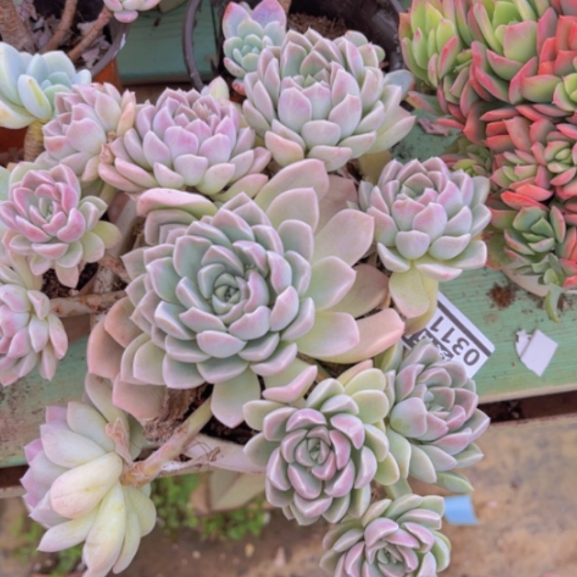 【闪购商品】奶油美人03110