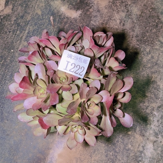 222魅金玫瑰多肉植物