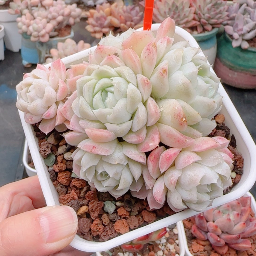 多肉植物8144…………….