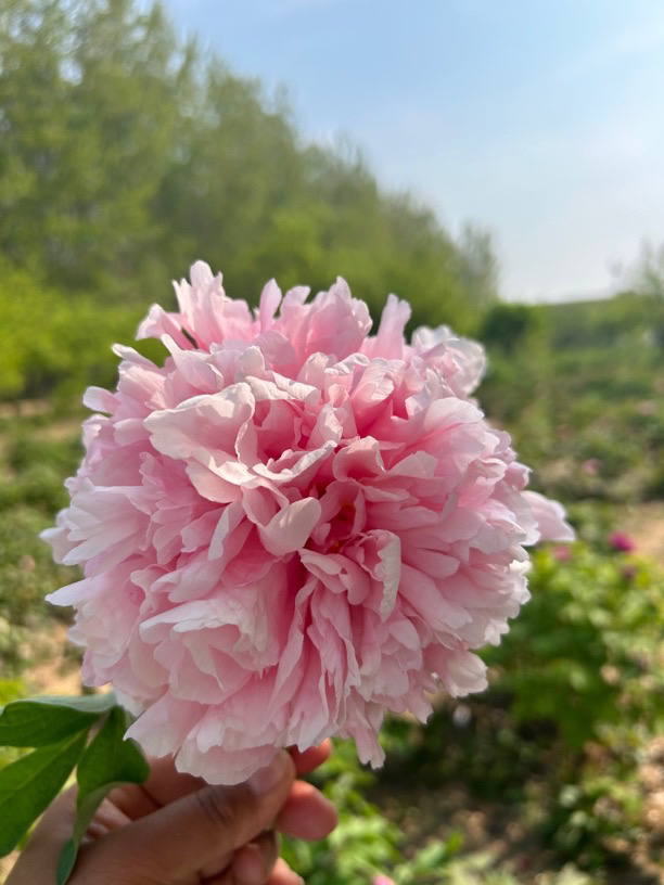 菏泽晓燕牡丹 国色芳华同款 一物一拍
