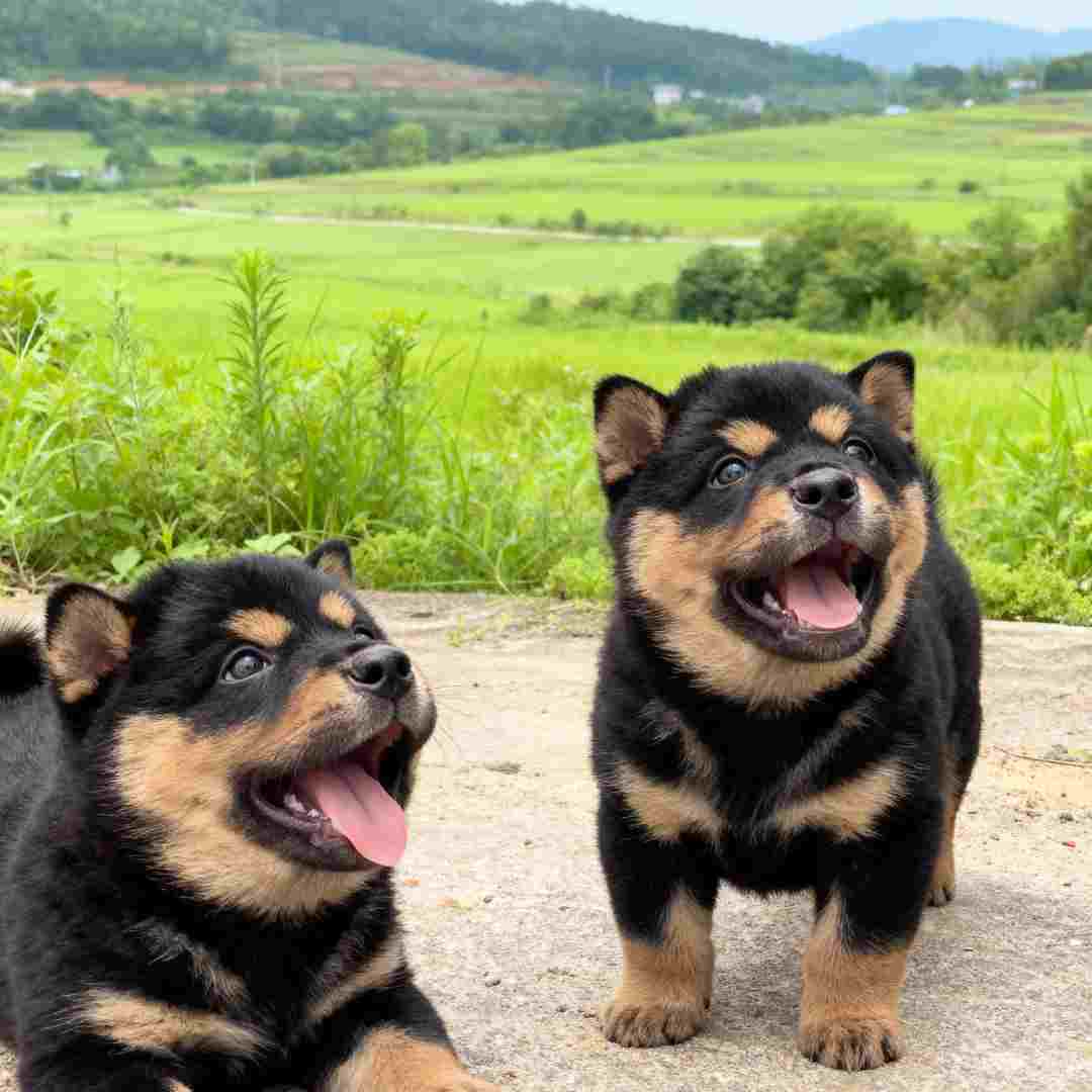 四眼铁包金银看门狗可爱猎犬小狗好看忠诚短毛狗土狗护主活泼农村