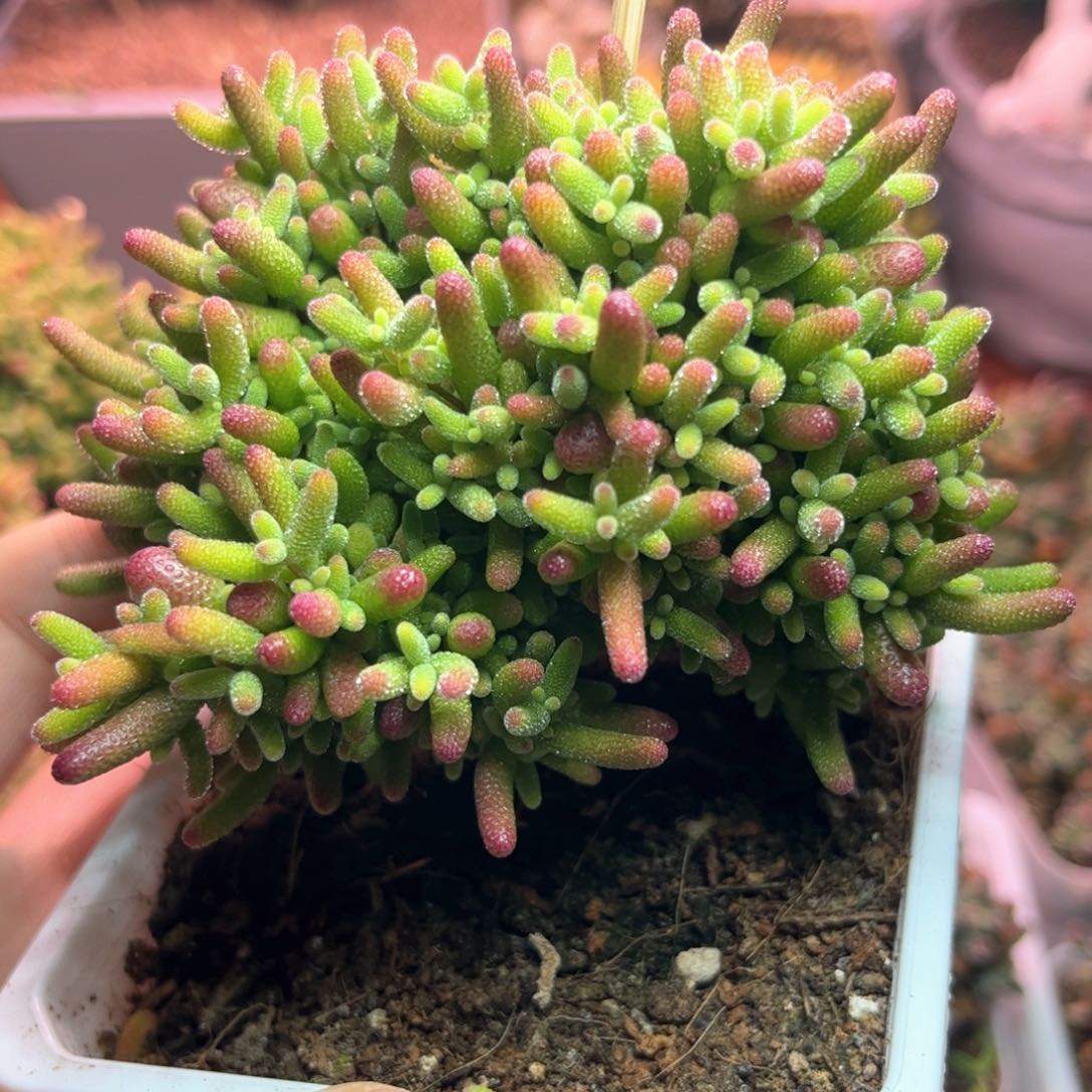 112蜜桔可爱多肉植物