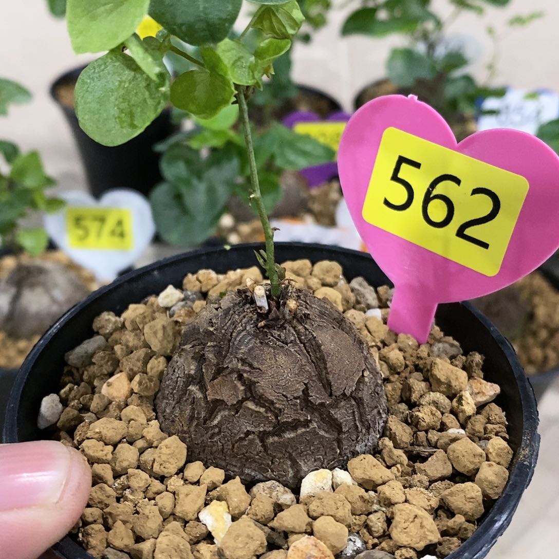 南非龟甲龙龟甲龙