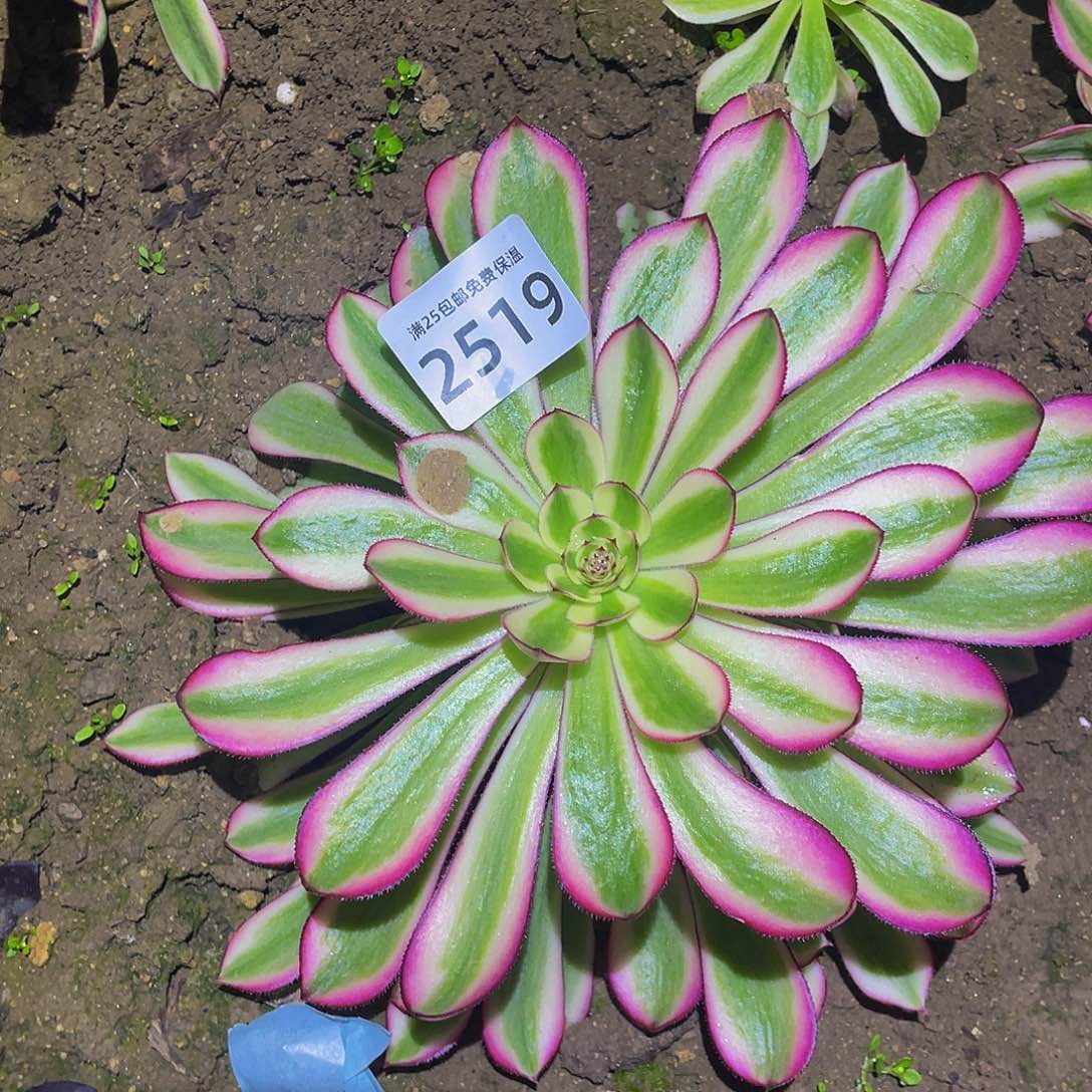 2519白月光多肉植物