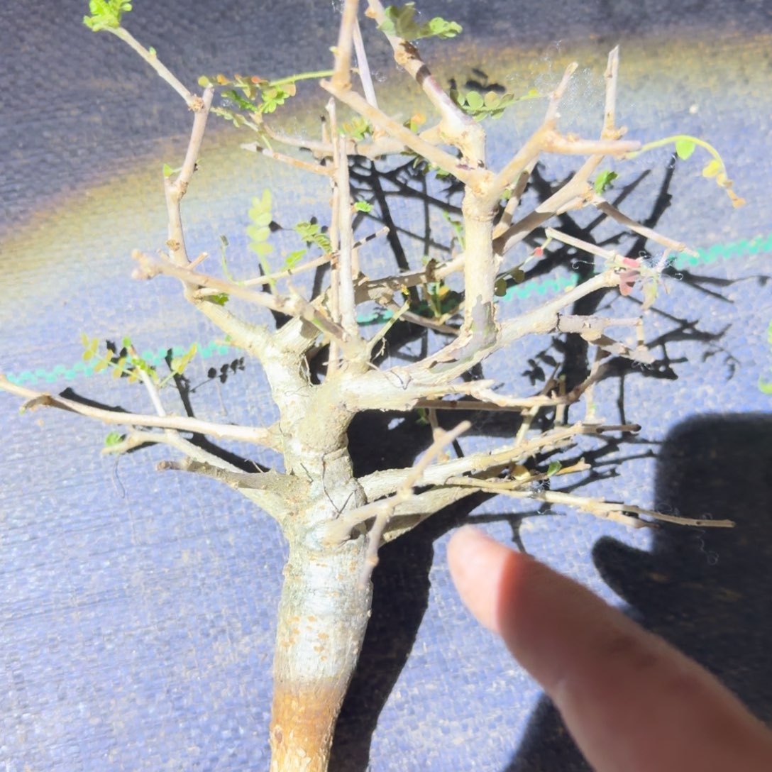 尼乐达乳香 多肉植物 实生