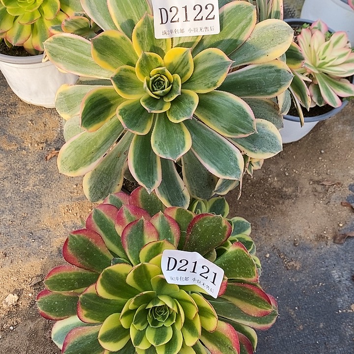 2122、2121灿烂奶白多肉2颗不周正