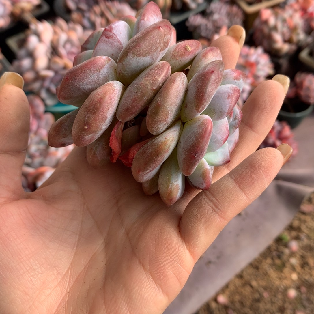 理性下单，拍下不退不换满38包邮