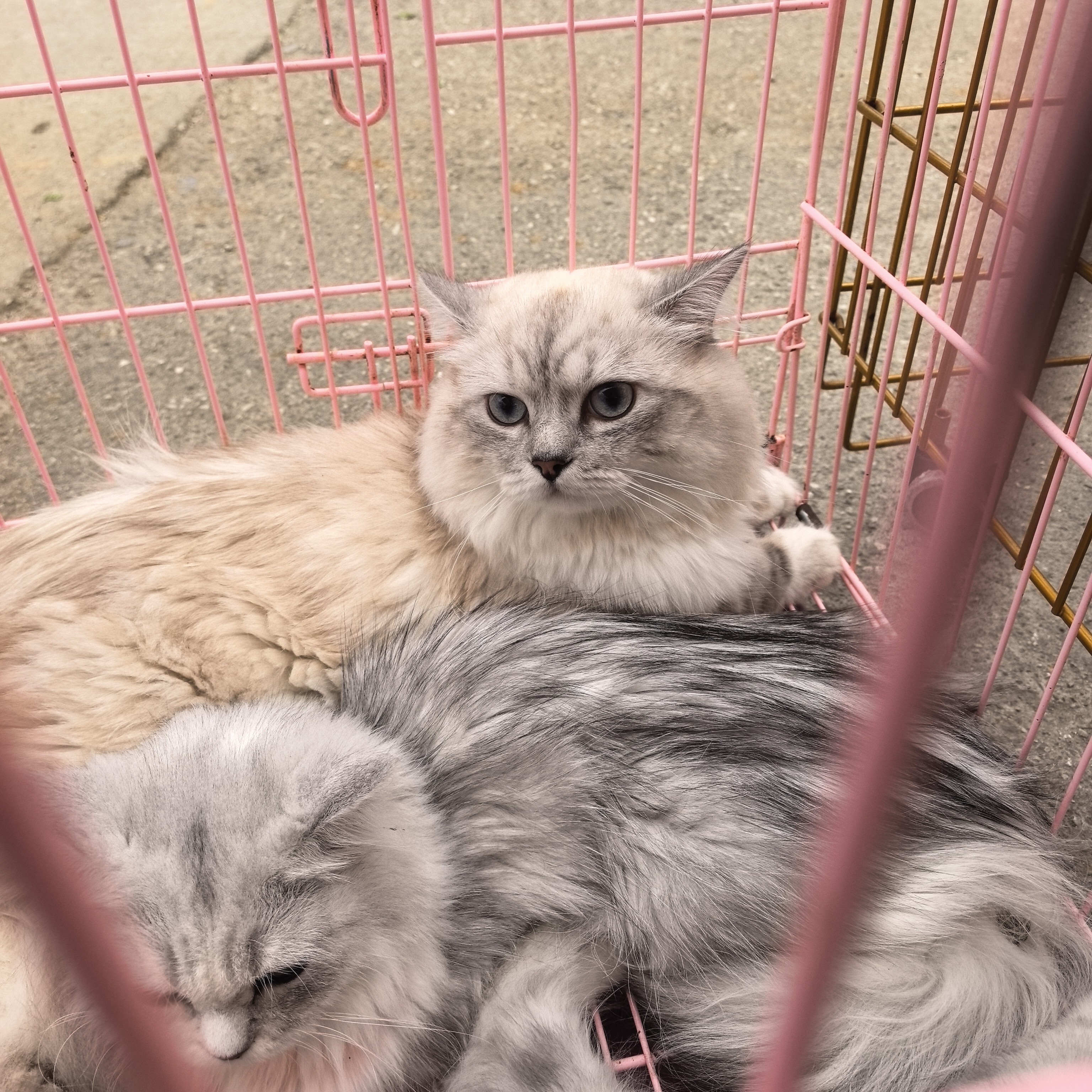 全品类宠物猫咪布偶金渐层银渐层蓝猫起司缅因等