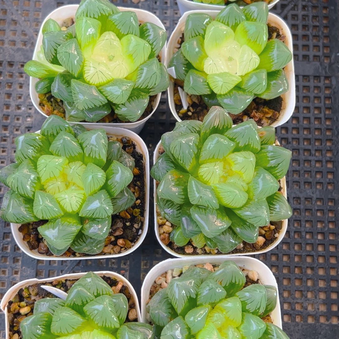 糖心玉露多肉多肉一颗