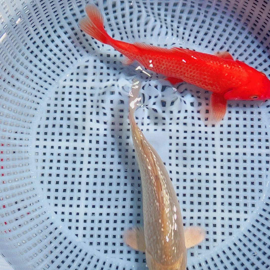 锦鲤锦鲤观赏鱼1111