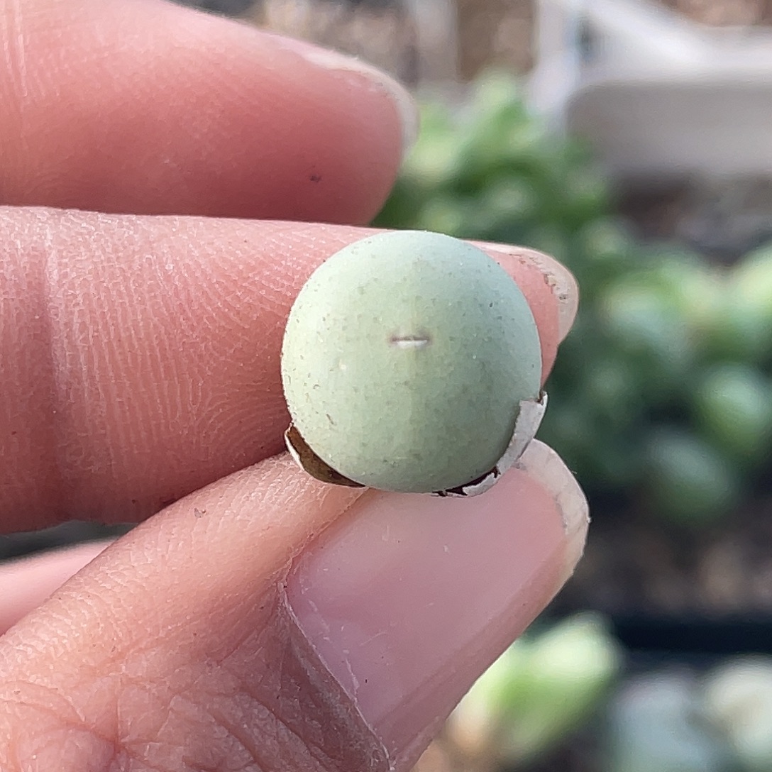 27-59肉锥1545v嘴多肉植物